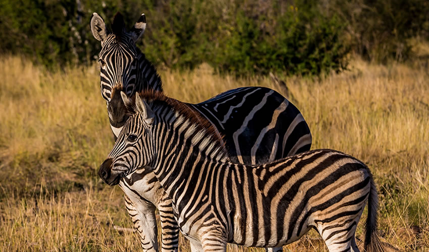 Akagera National Park