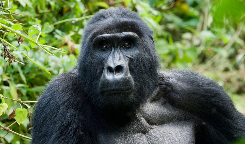 4 Days Uganda Gorilla Trekking Safari