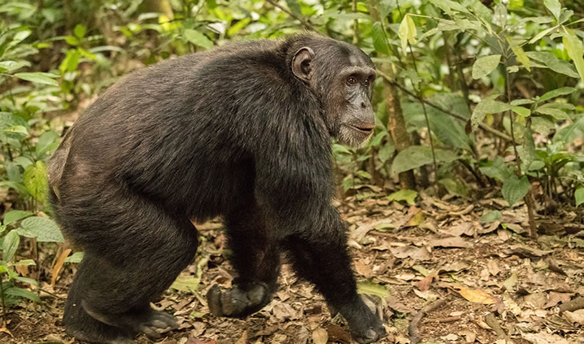 9 Days Rwanda Primates and Wildlife Safari