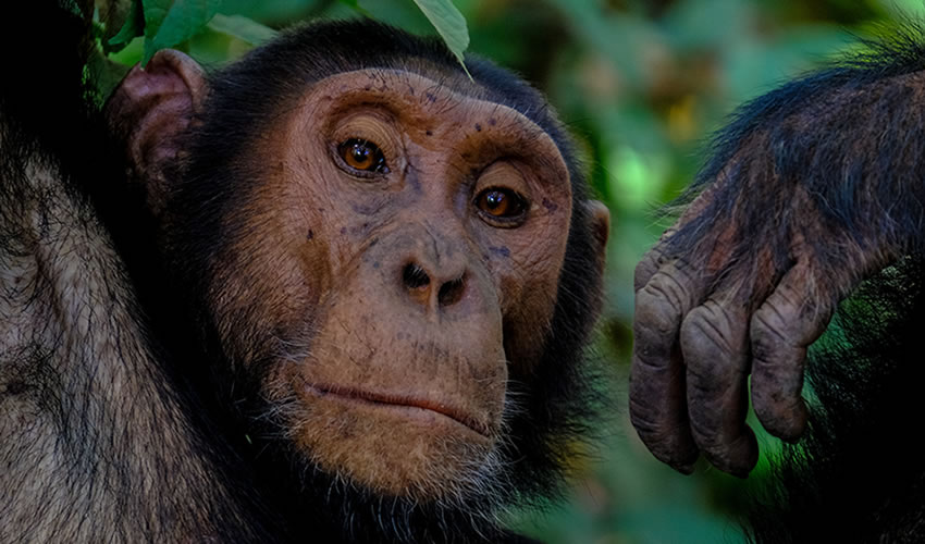 4 Days Uganda Chimpanzee Tracking Safari