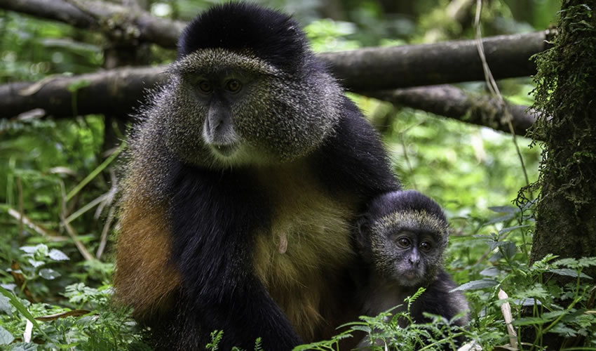 3 Days Rwanda Gorillas and Golden Monkey Tracking Tour