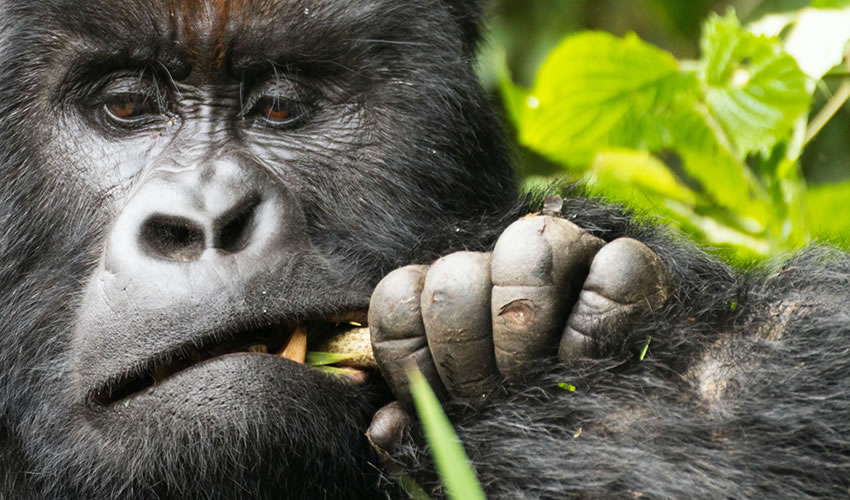 5 Days Rwanda Wildlife and Gorilla Trekking Safari
