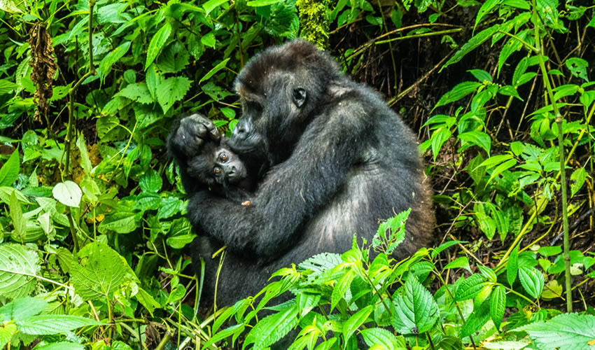 1 Day Rwanda Gorilla Trekking Safari