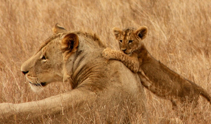 5 Days Queen Elizabeth National Park Safari