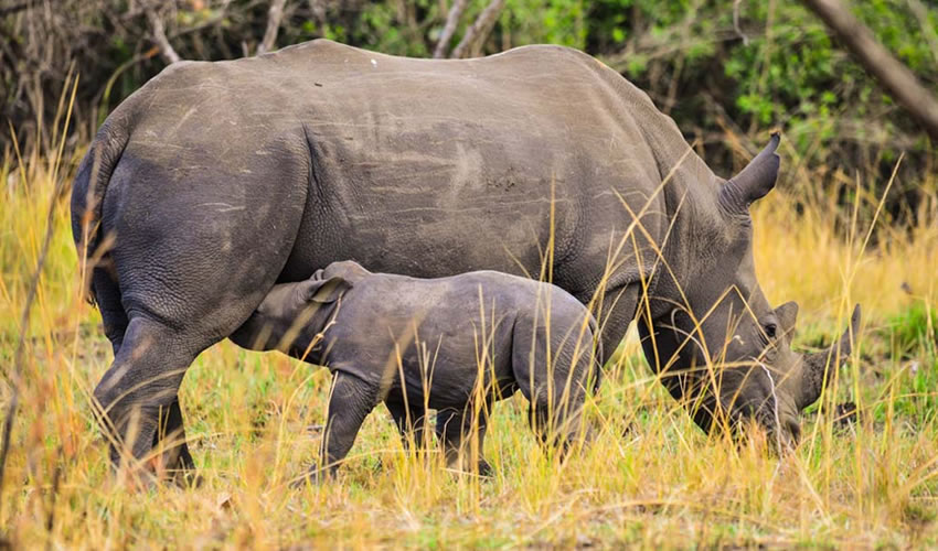 Visit The Ziwa Rhino Sanctuary