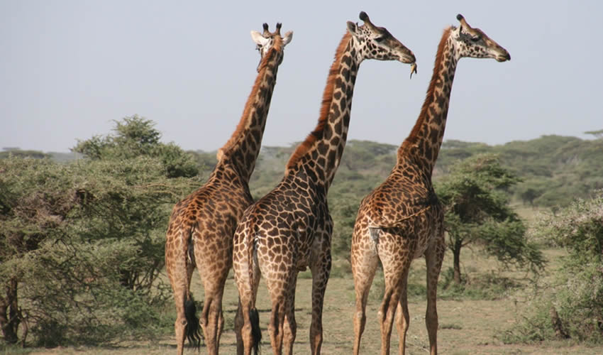 Akagera National Park Wildlife Safaris