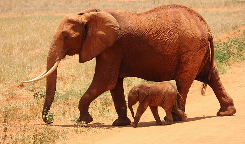 Amboseli National Park