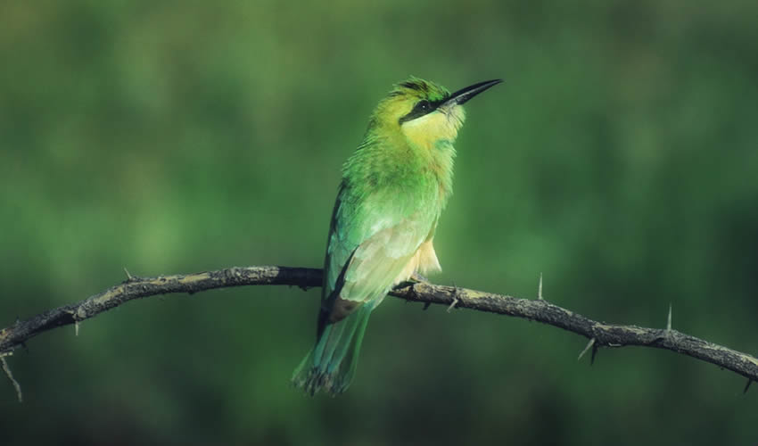 Bird Watching in Akagera National Park