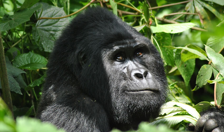 Bwindi Impenetrable Forest National Park