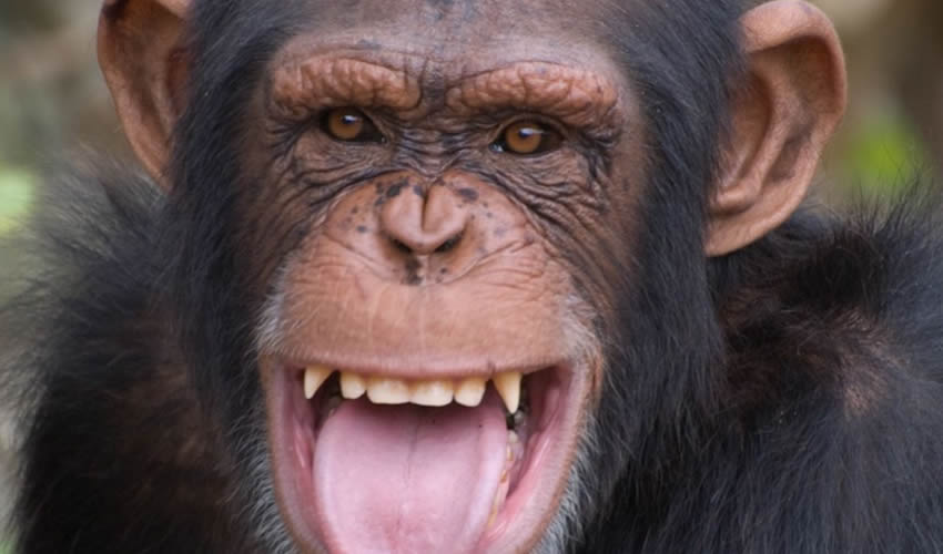 Chimpanzee Trekking in Nyungwe Forest National Park