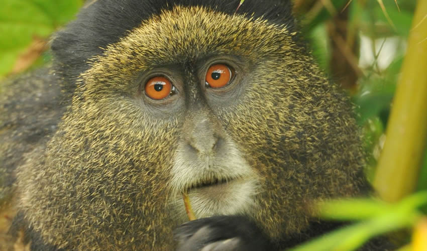 chimpanzee tracking & canopy walk