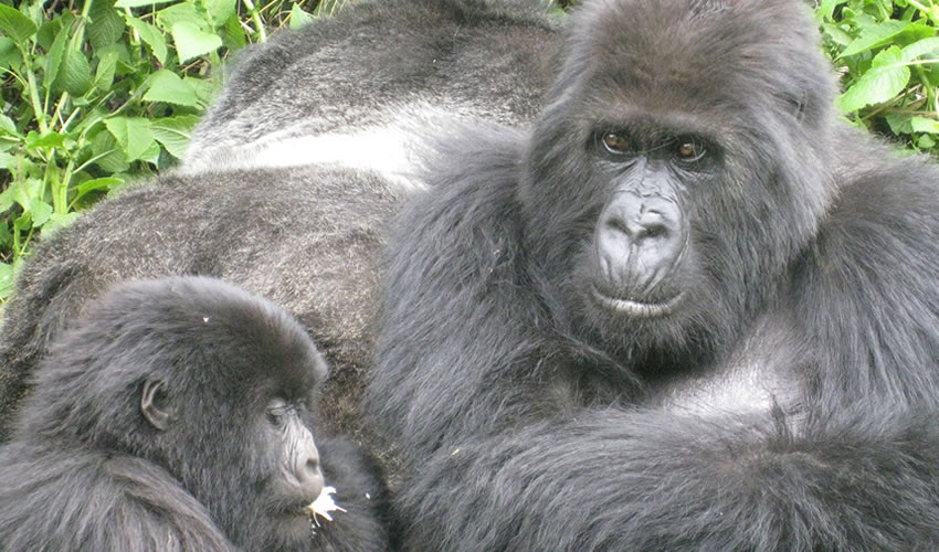 10 Days Rwanda Gorillas and Kenya Big Five Safari