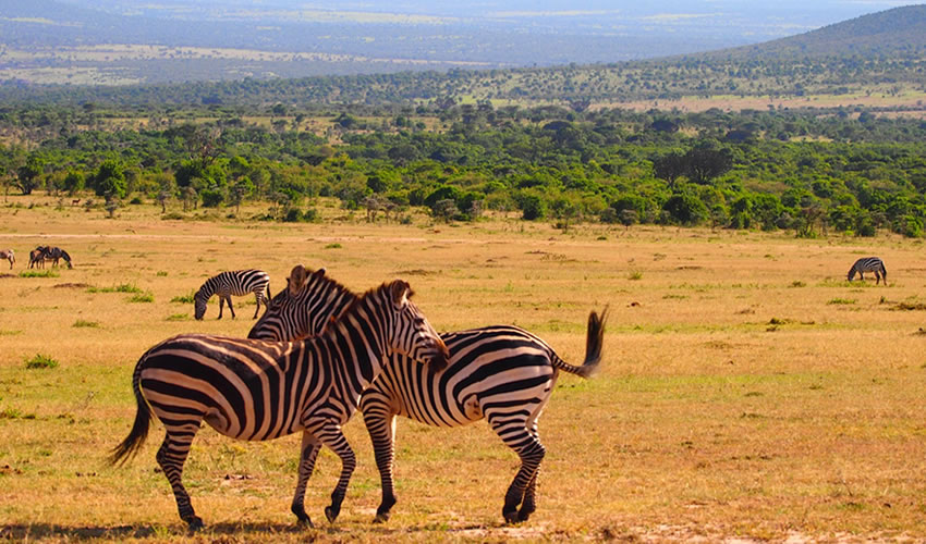 Kenya National Parks