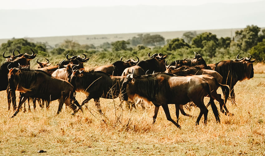 12 Days Combined Kenya and Tanzania Safari