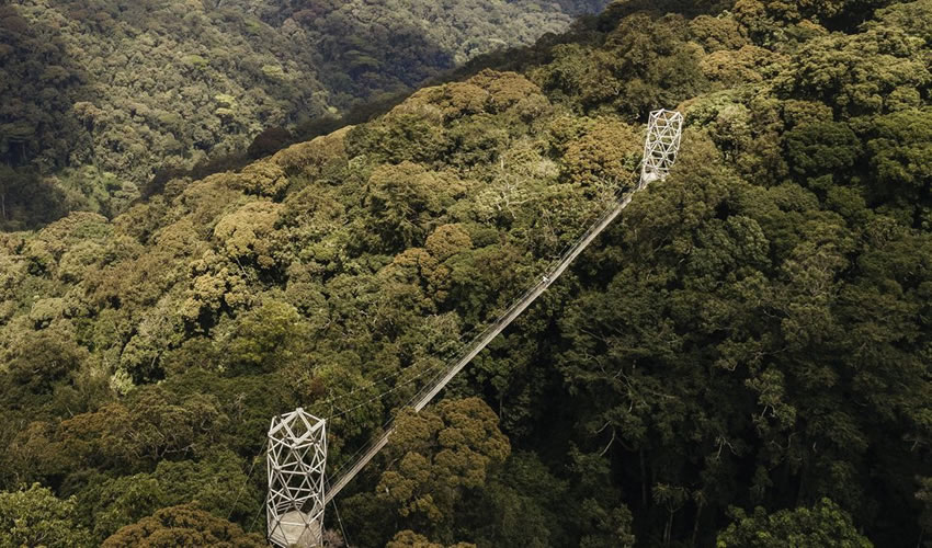 Enjoy your canopy walk when tracking the primates in Rwanda