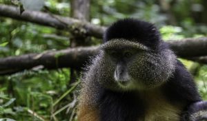 Golden Monkeys part of primates in Rwanda