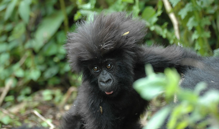 Gorilla Naming Ceremony In Rwanda